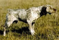 TR. Fanchon De la benigousse